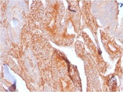 CD81 Antibody (C81/2885R) - Azide and BSA Free, Novus Biologicals 100 &mu;g | Buy Online | Novus Biologicals | Fisher Scientific